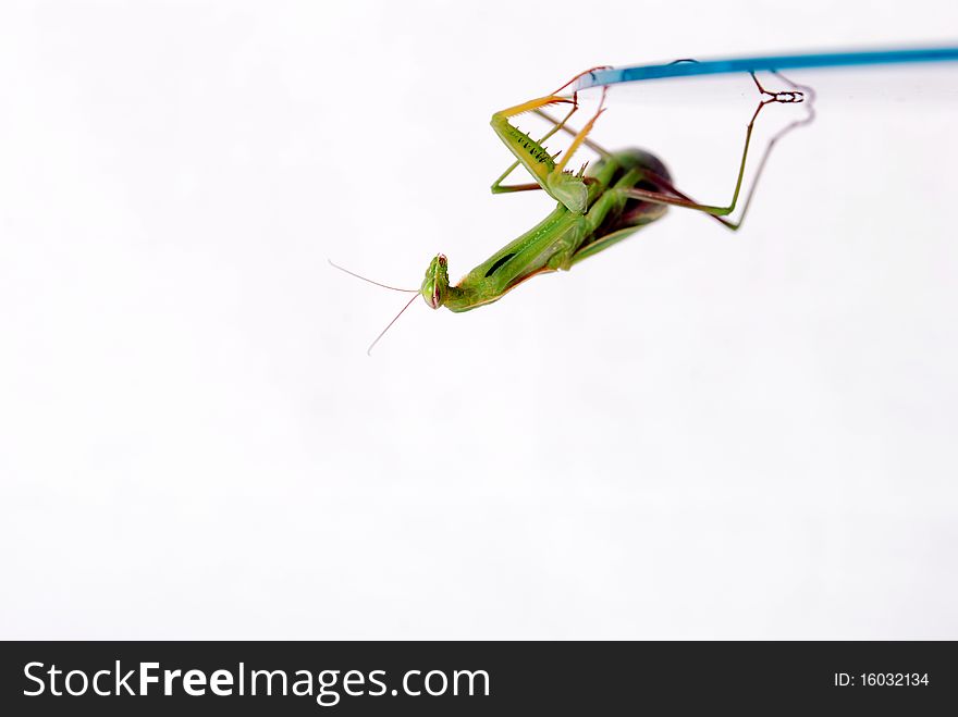 Mantis clinging to a mirror hanging his head in the bottom on a white background