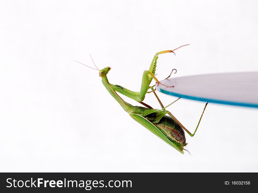 Mantis clinging to a mirrored disk climbing on it on a white background