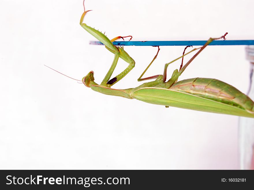 Mantis climbs on round glass plate photos taken on a white background