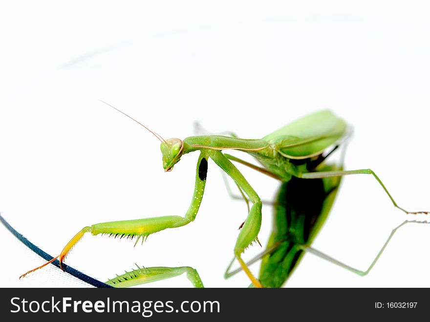 Mantis lying on a round mirror photos taken on a white background
