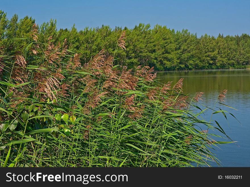 Finnish landspace: Lake and trees on the shore with reed. Finnish landspace: Lake and trees on the shore with reed