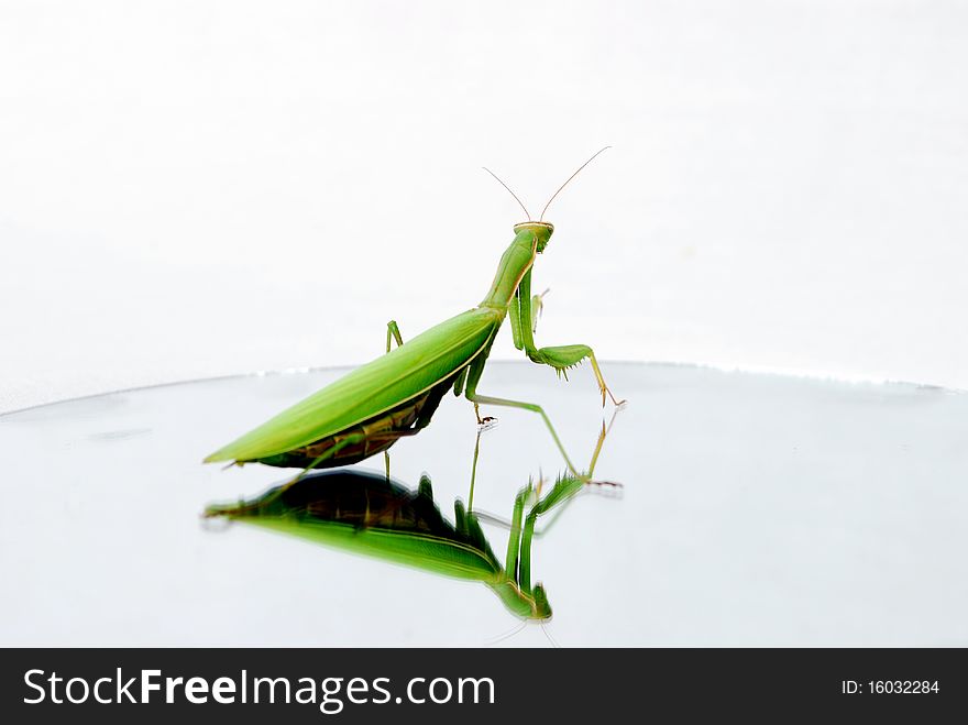 Mantis lying on a round mirror turned his back that would leave the photo taken on a white background. Mantis lying on a round mirror turned his back that would leave the photo taken on a white background