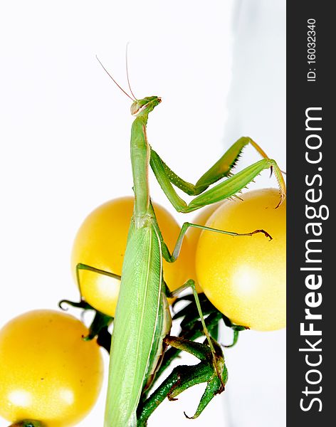 Mantis on the yellow cherry tomatoes photo was taken on a white background,