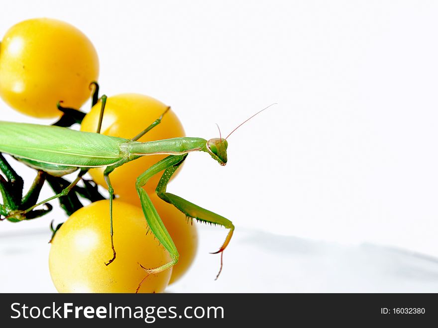 Mantis on the yellow cherry tomatoes photo was taken on a white background