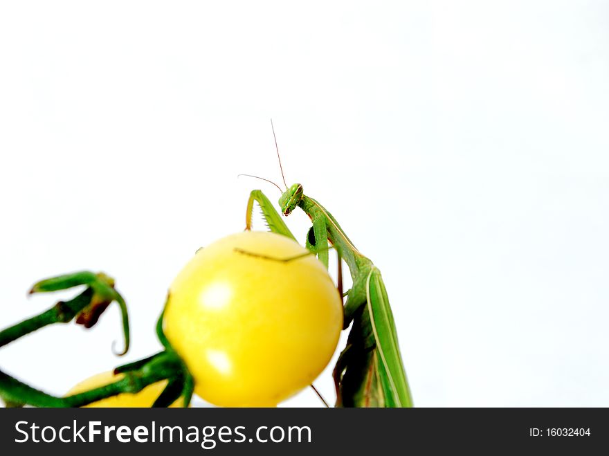 Mantis on the yellow cherry tomatoes photo was taken on a white background. Mantis on the yellow cherry tomatoes photo was taken on a white background