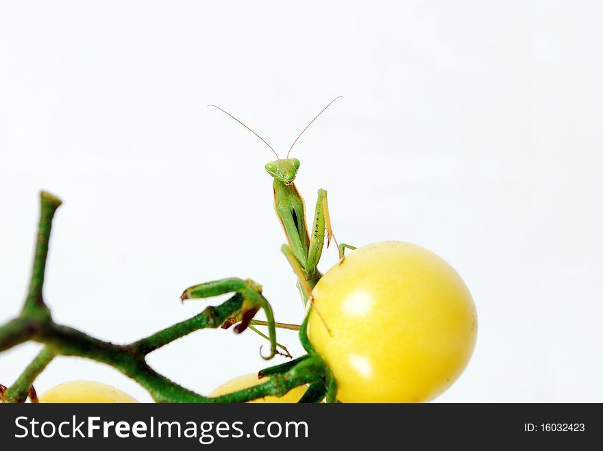 Mantis on the yellow cherry tomatoes photo was taken on a white background. Mantis on the yellow cherry tomatoes photo was taken on a white background