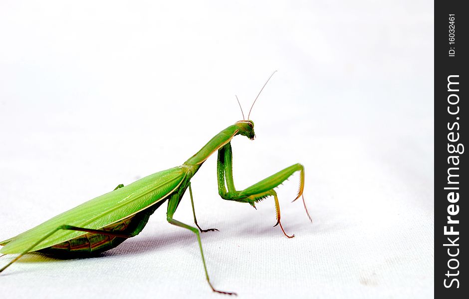 Mantis turns that would leave on a white background. Mantis turns that would leave on a white background