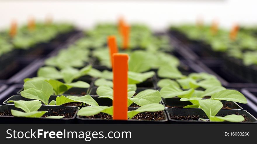 Young tobacco plants in greenhouse