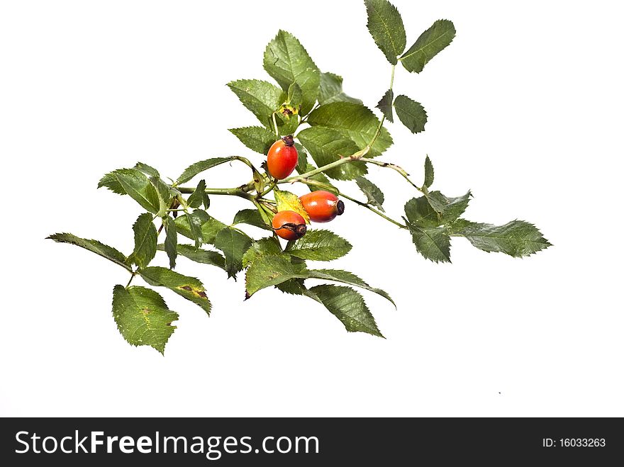 Fruits of wild rose on a white background