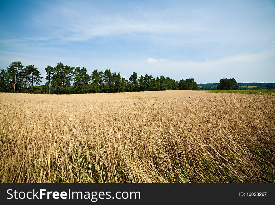 A field of wheat in a sunny day. A field of wheat in a sunny day