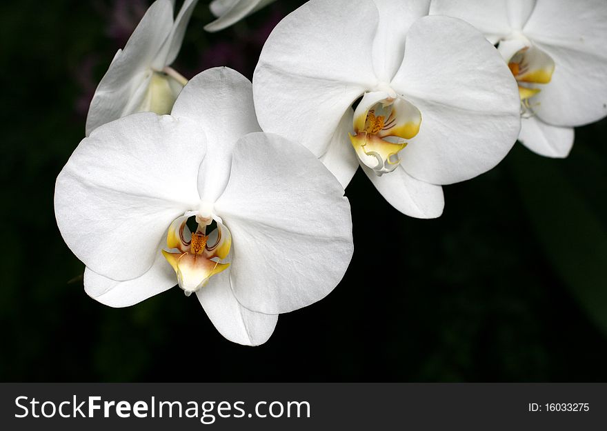 Orchid flowers in a garden. Orchid flowers in a garden