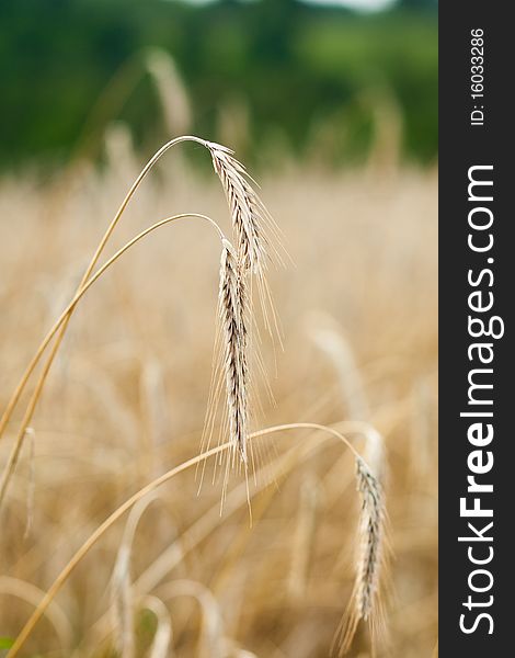 Yellow grain ready for harvest growing in a farm field. Yellow grain ready for harvest growing in a farm field