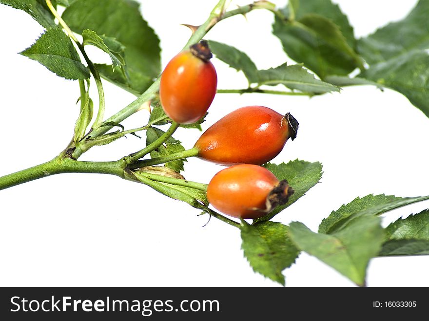 Fruits of wild rose on a white background