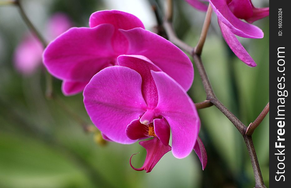 Orchid flowers in a garden. Orchid flowers in a garden