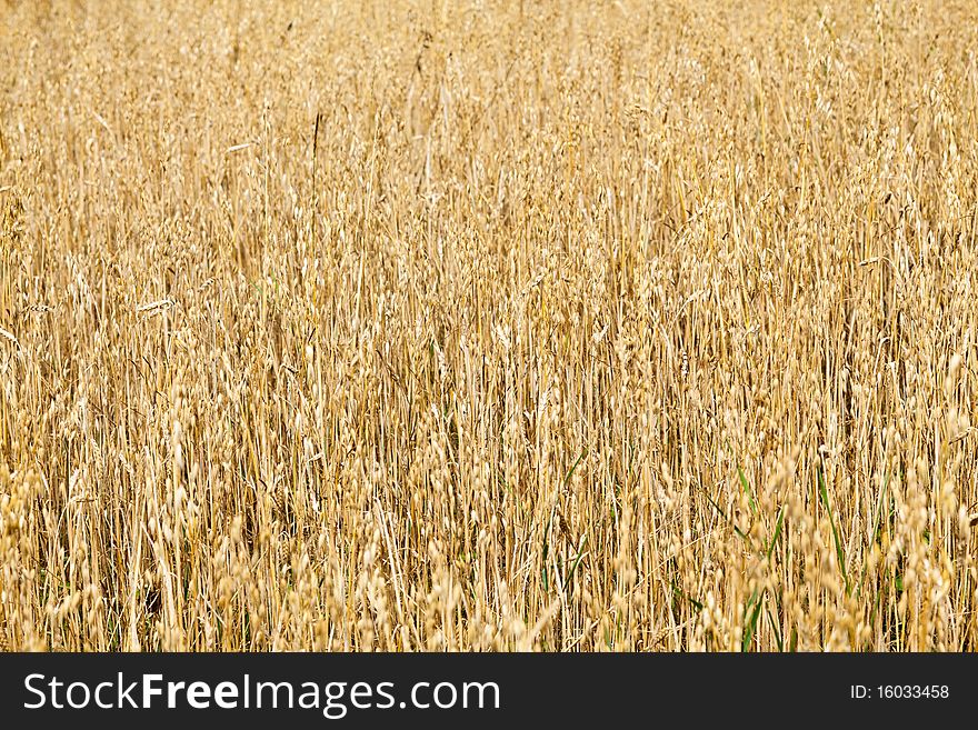 Golden oat field ready for harvest