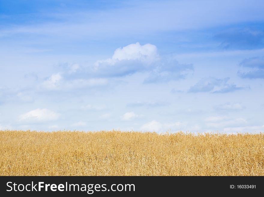 Field of wheat under the blue sky. Field of wheat under the blue sky