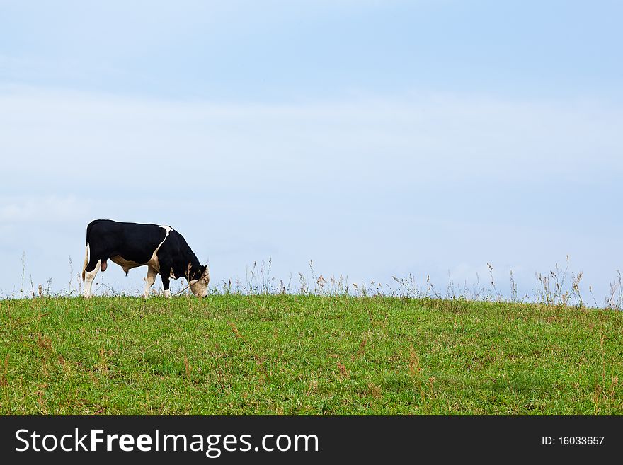 A young bull in the farm meadow, looking down the camera on a beautiful summers day in Poland. A young bull in the farm meadow, looking down the camera on a beautiful summers day in Poland.