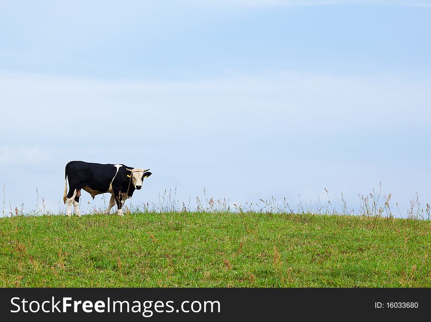 A young bull in the farm meadow, looking down the camera on a beautiful summers day in Poland. A young bull in the farm meadow, looking down the camera on a beautiful summers day in Poland.