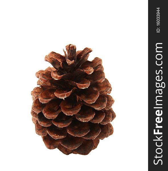 Single Pine Cone Isolated On White Background. Single Pine Cone Isolated On White Background