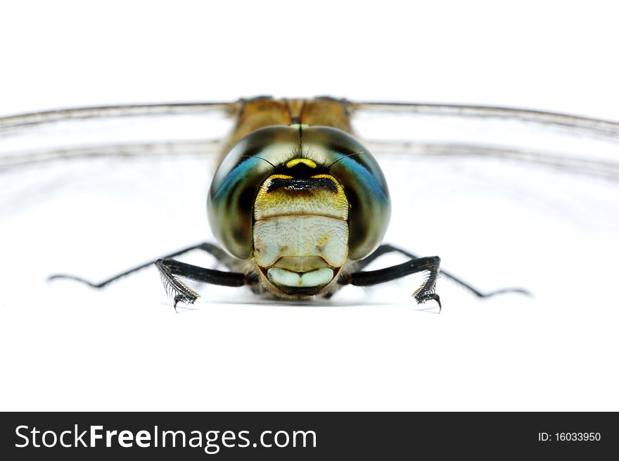 Migrant Hawker full face macro shot