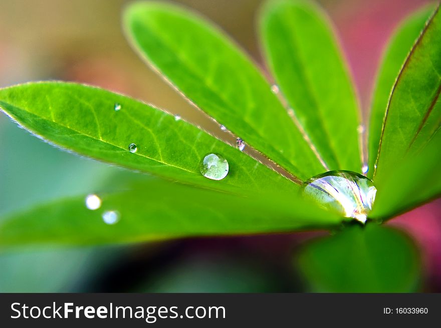 Macro photograph with water drops on green leafs. Macro photograph with water drops on green leafs.