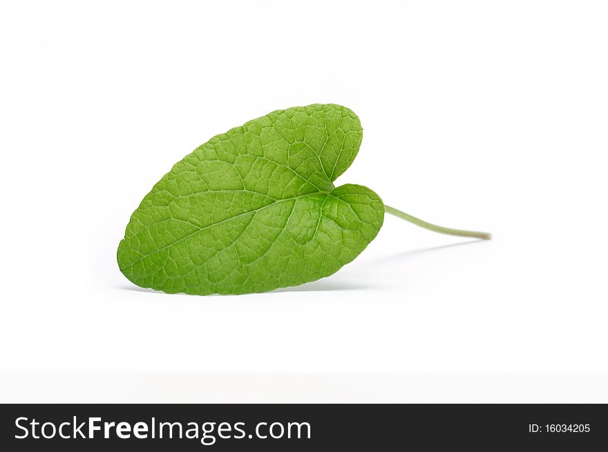 Green leaf isolated on white background with clipping path