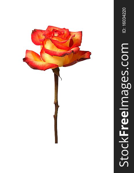 Nice motley rose isolated on white background with clipping path