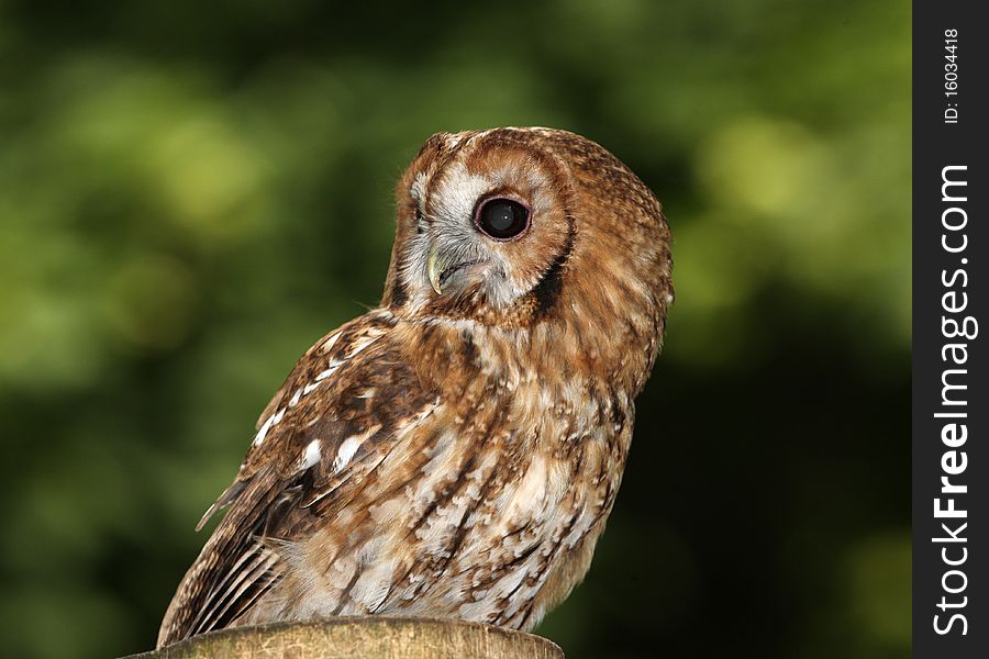 Portrait of a Tawny Owl