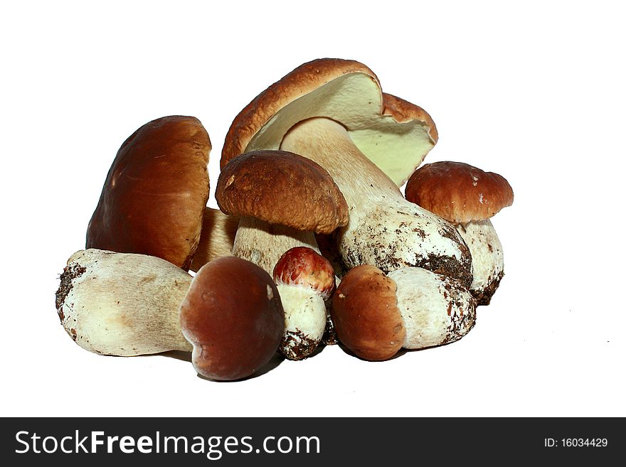 Group of six ceps on a white background