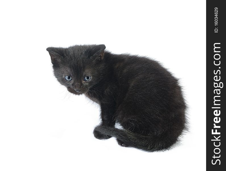 Young cat on white background