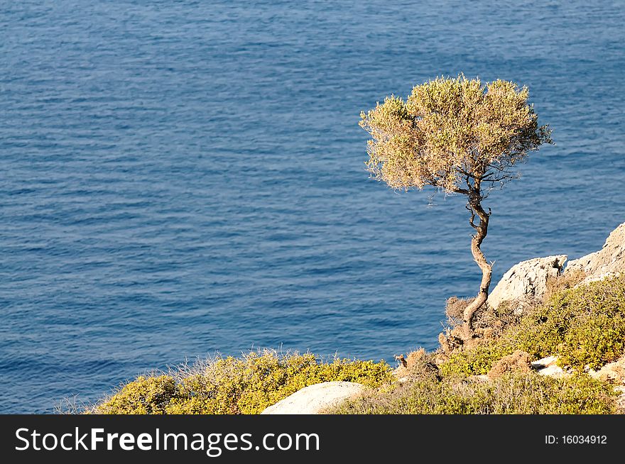 The lonely tree growing on a rock