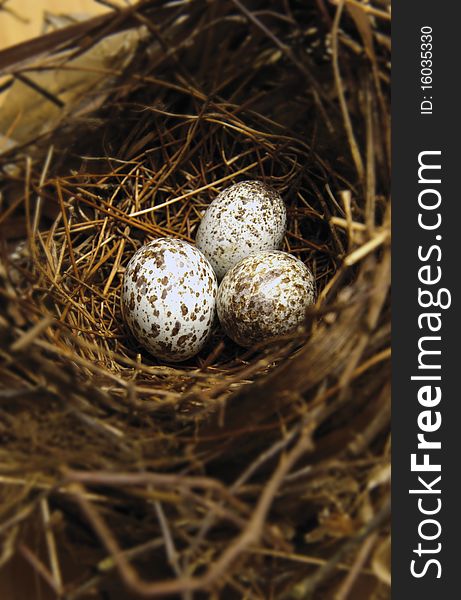 Close up of 3 eggs in birdnest. Close up of 3 eggs in birdnest