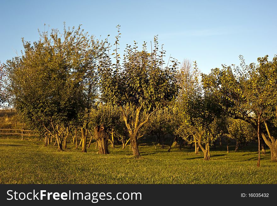 Orchard of a farm in the early morning light. Orchard of a farm in the early morning light