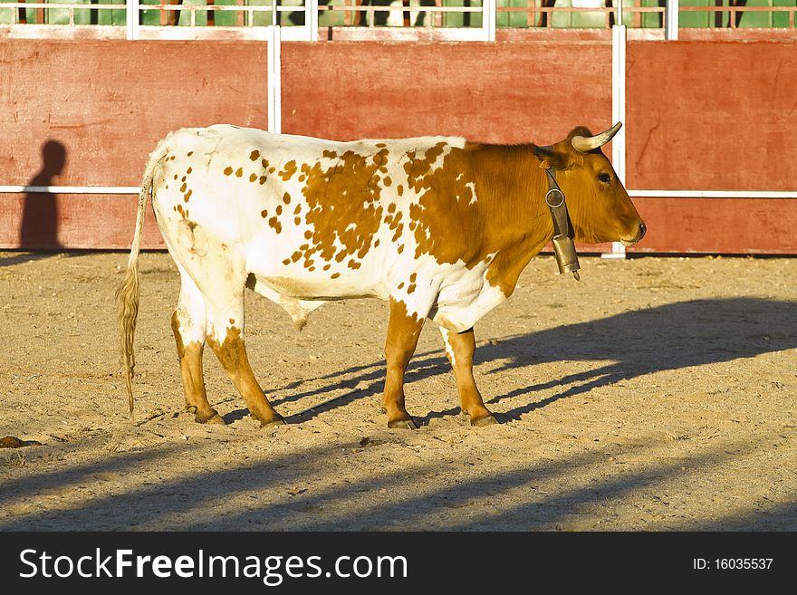 Fighting bull picture from Spain. Brown bull. Fighting bull picture from Spain. Brown bull