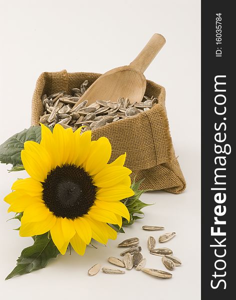 Dried sunflower seeds in a sack and a flower in foreground. White background. Dried sunflower seeds in a sack and a flower in foreground. White background.