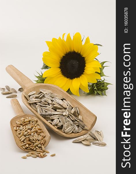 Dried sunflower seeds in wooden spoons. White background. Dried sunflower seeds in wooden spoons. White background.