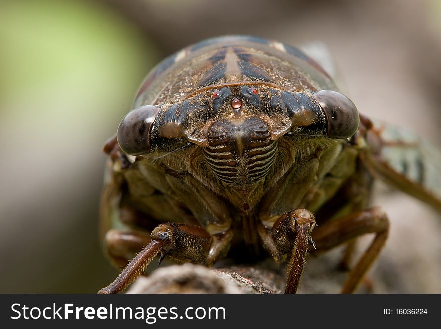 A close up of a cicada head showing the facial details