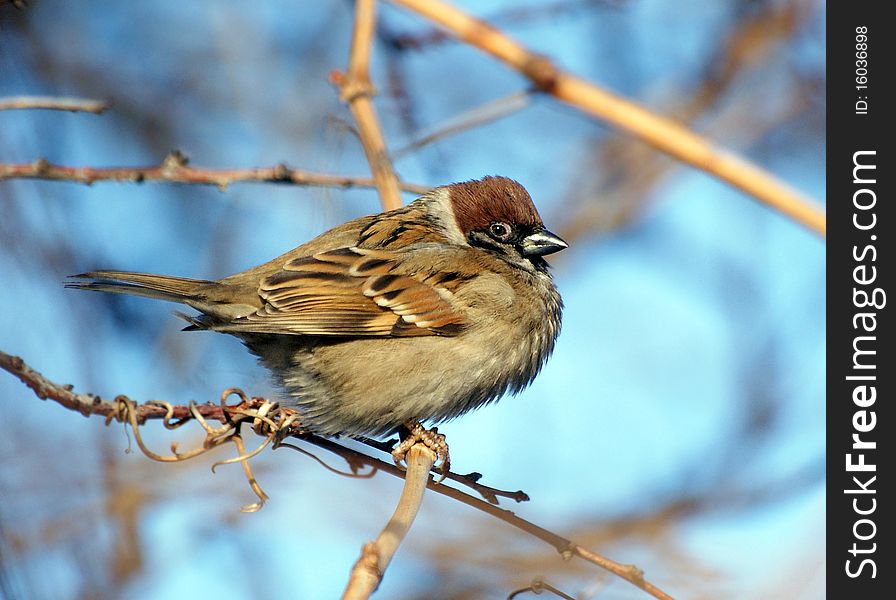 One sparrow sits on a tree branch. One sparrow sits on a tree branch