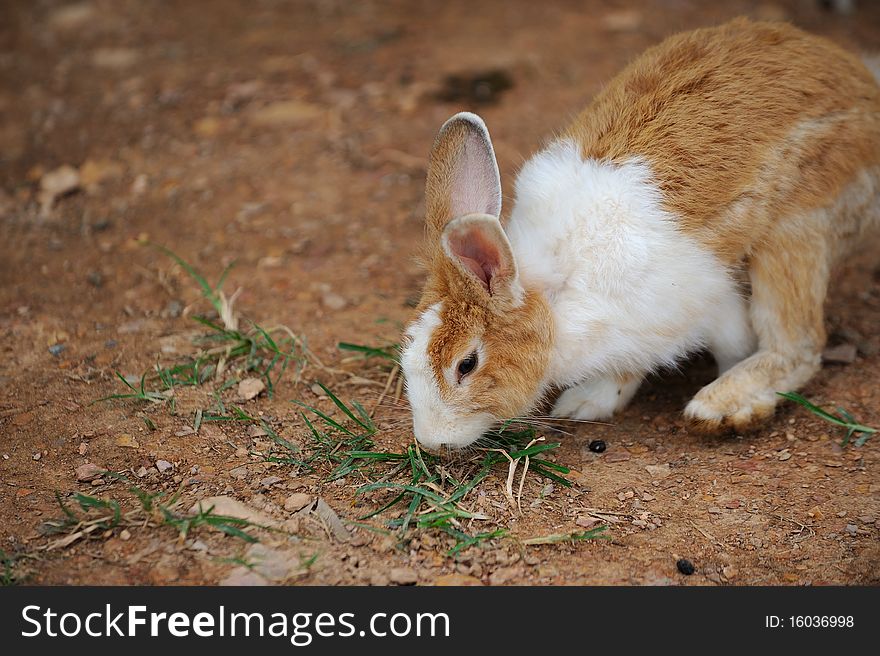 Rabbit on grass in nature.