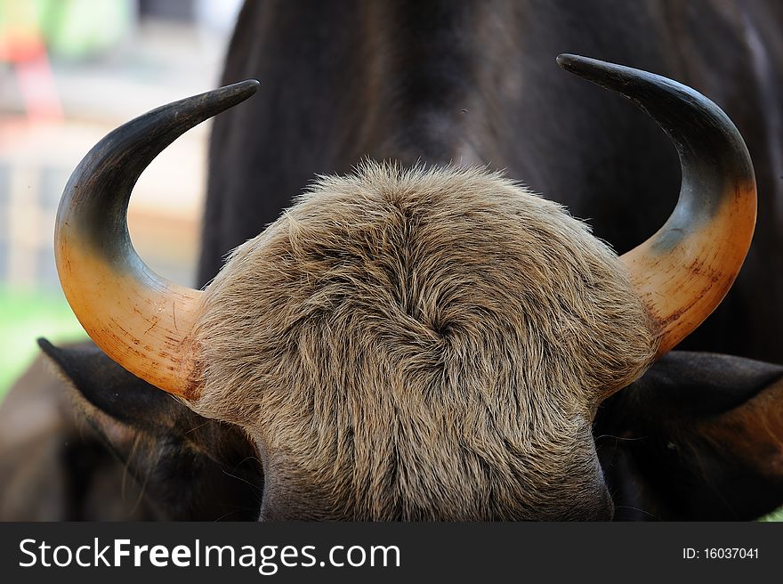 Head and hair Thai Bison.