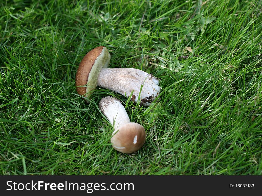 Two mushrooms (big and small) lying on the grass. Two mushrooms (big and small) lying on the grass