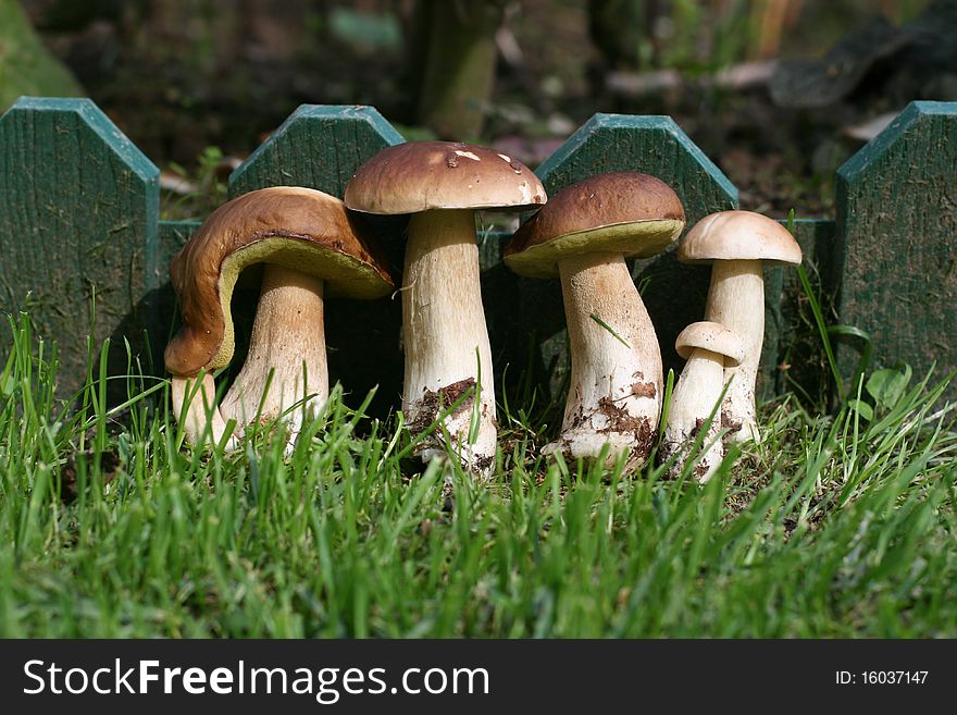 Five (six) ceps (botanic: Boletus edulis) are staying together on the grass near a green fence. Five (six) ceps (botanic: Boletus edulis) are staying together on the grass near a green fence