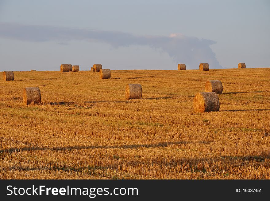 Grain field after harvest - summer