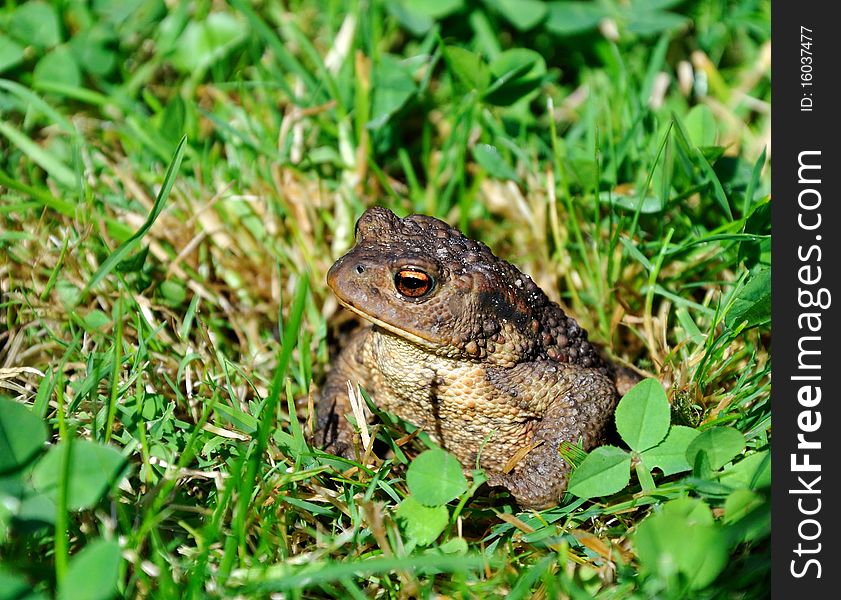 Brown frog toad hiding in green. Brown frog toad hiding in green