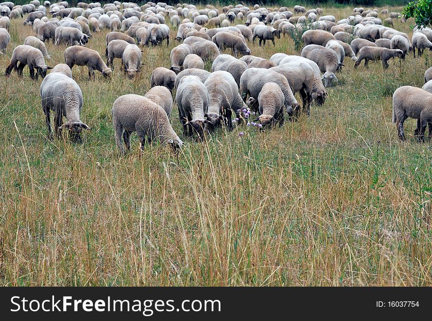 Flock of sheep grazing on a field