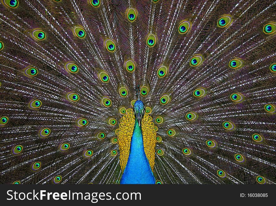 A beautiful peackoc with majestuosy  explotion of feathers and colors. A beautiful peackoc with majestuosy  explotion of feathers and colors.