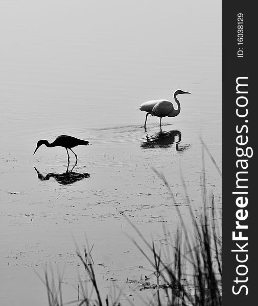 Little Egret and White Egret, in Black and White. Little Egret and White Egret, in Black and White