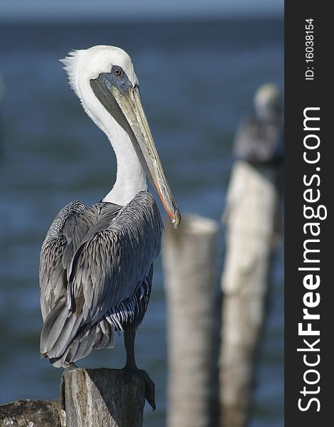 A beautiful pelican resting at the pier. A beautiful pelican resting at the pier.