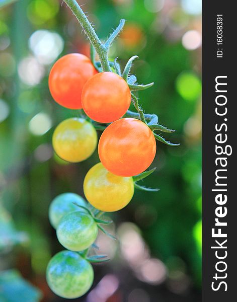 Beautiful colorful cherry tomatoes ripening on the vine. Beautiful colorful cherry tomatoes ripening on the vine