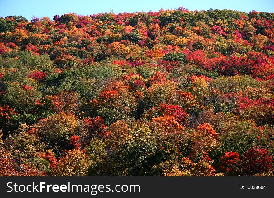 Colorful Autumn trees